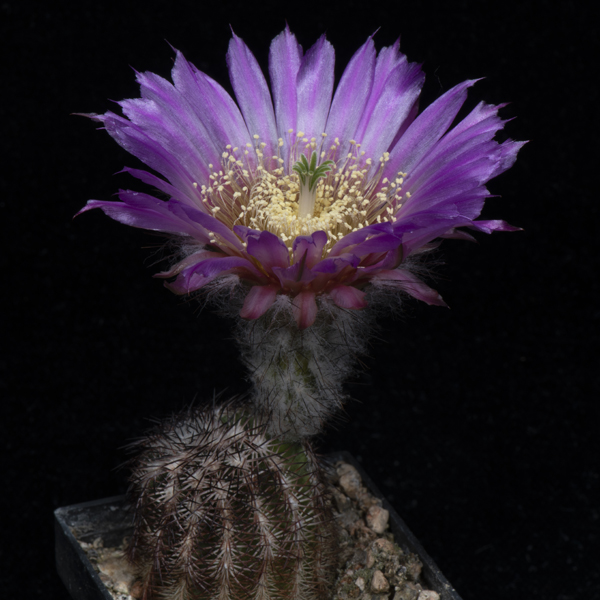 Echinocereus reichenbachii subsp. perbellus, USA, Oklahoma, Roger Mills Co., JRT208, 25 Korn