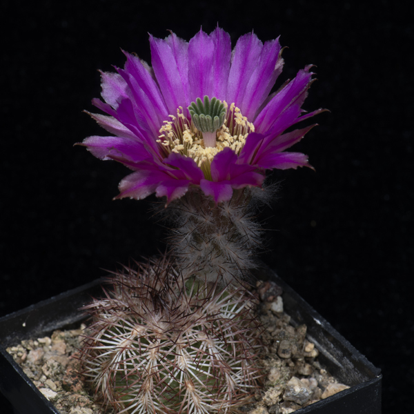 Echinocereus reichenbachii subsp. baileyi, USA, Oklahoma, Major Co., JRT205, 100 Korn