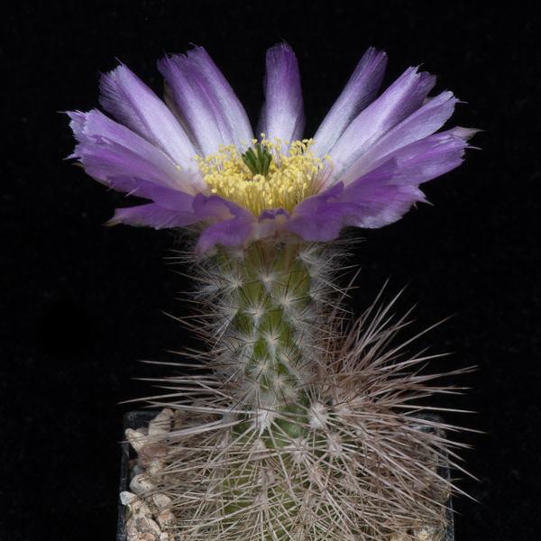 Echinocereus reichenbachii subsp. baileyi, USA, Oklahoma, Greer Co., Granite, JRT219, 50 Korn