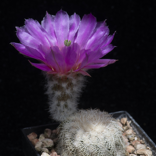 Echinocereus reichenbachii subsp. caespitosus, USA, Oklahoma, Johnston Co., Reagon, JRT214, 50 Korn