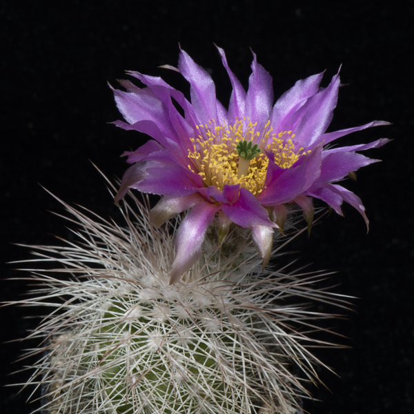 Echinocereus reichenbachii subsp. baileyi, USA, Oklahoma, Comanche Co., JRT222, 25 Korn