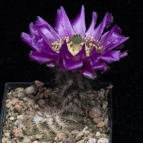 Echinocereus reichenbachii subsp. perbellus, USA, Colorado, Pueblo Co., JRT107, 50 Korn