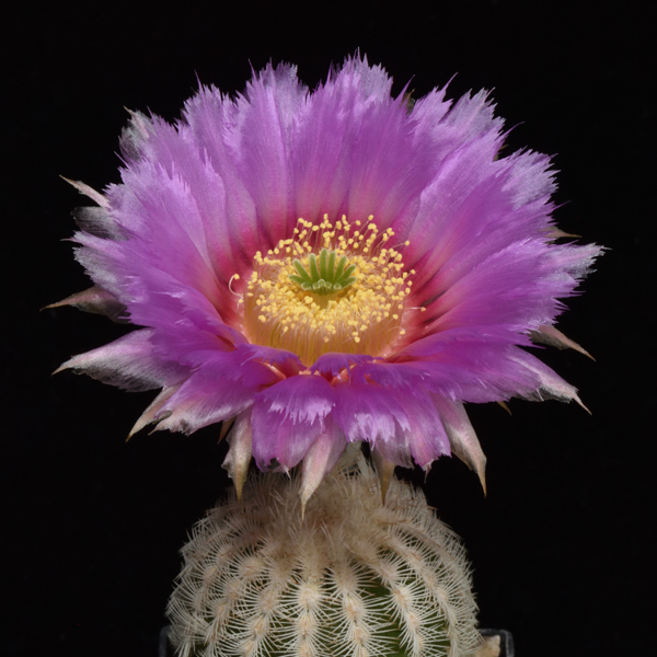 Echinocereus reichenbachii subsp. caespitosus, USA, Oklahoma, Murray Co., Turner Falls, 50 Korn