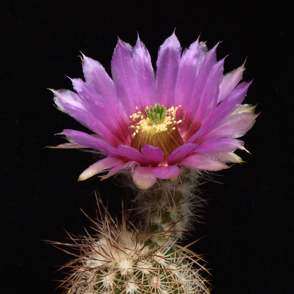 Echinocereus reichenbachii subsp. baileyi, USA, Oklahoma, Kiowa Co., 100 Korn