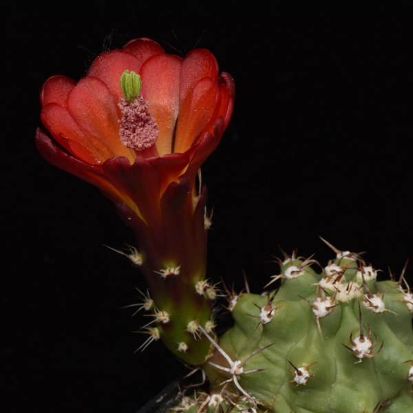 Echinocereus mojavensis fa. inermis, USA, Utah, San Juan Co., 50 Korn