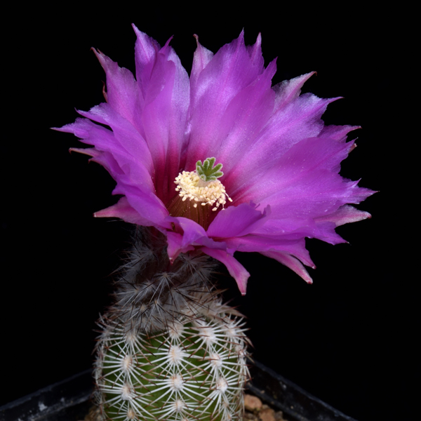 Echinocereus reichenbachii subsp. perbellus, USA, Colorado, Las Animas Co., JRT112, 500 Korn