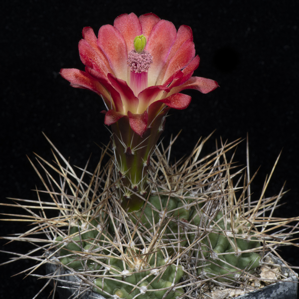 Echinocereus mojavensis, USA, Utah, Wayne Co., 50 Korn