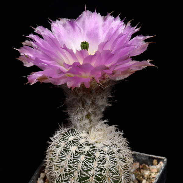 Echinocereus reichenbachii subsp. caespitosus, USA, Texas, Sutton Co., 25 Korn