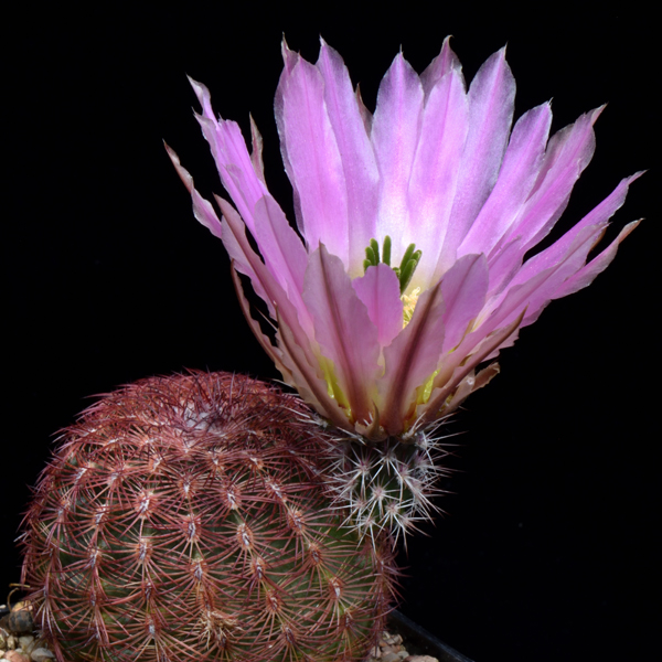 Echinocereus pectinatus, Mexico, Durango, Cuencame, 50 Korn