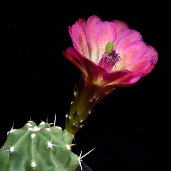 Echinocereus mojavensis fa. inermis, USA, Utah, bunte Blueten, 25 Korn