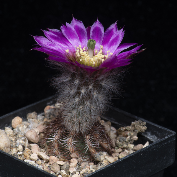 Echinocereus reichenbachii subsp. perbellus, USA, Colorado, Bent Co., JRT111, 100 Korn