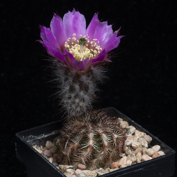 Echinocereus reichenbachii subsp. perbellus, USA, Colorado, Woodward Co., JRT202, 500 Korn