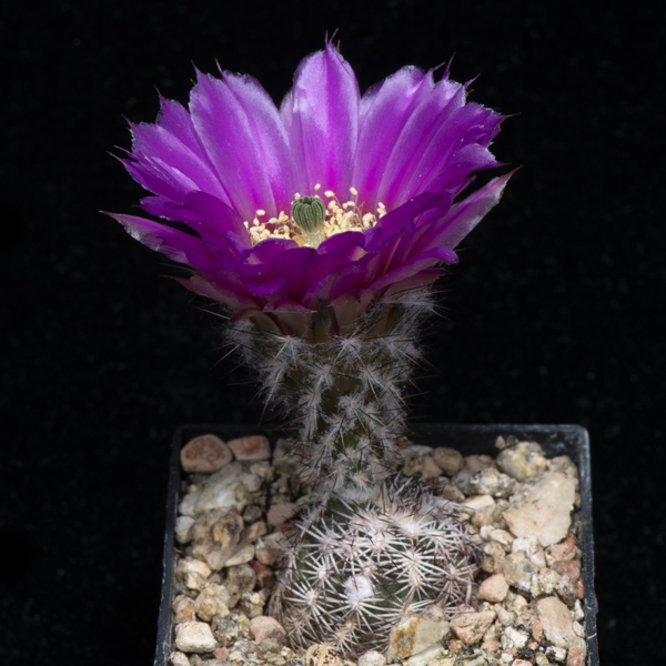 Echinocereus reichenbachii subsp. perbellus, USA, Colorado, Cimarron Co., JRT216, 25 Korn