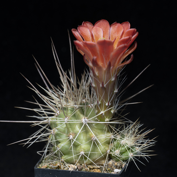Echinocereus coccineus, USA, Colorado, Pueblo Co., JRT182, 50 Korn