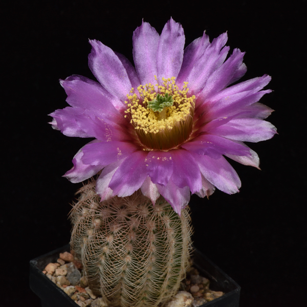 Echinocereus reichenbachii subsp. comanchensis, USA, Oklahoma, Comanche Co., noerdlich Medicine Park, 50 Korn