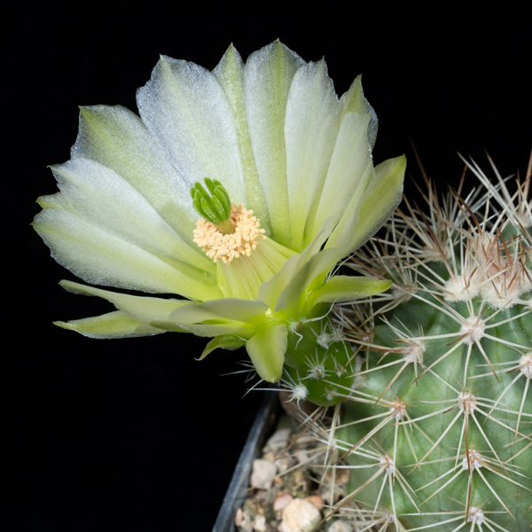 Echinocereus xroetteri, USA, New Mexico, Orogrande, weiss mit weiss bluehenden Pflanzen bestaeubt, 25 Korn