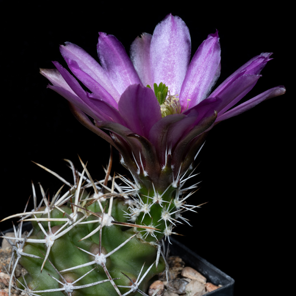Echinocereus fendleri, USA, New Mexico, San Miguel Co., JRT551, 50 Korn