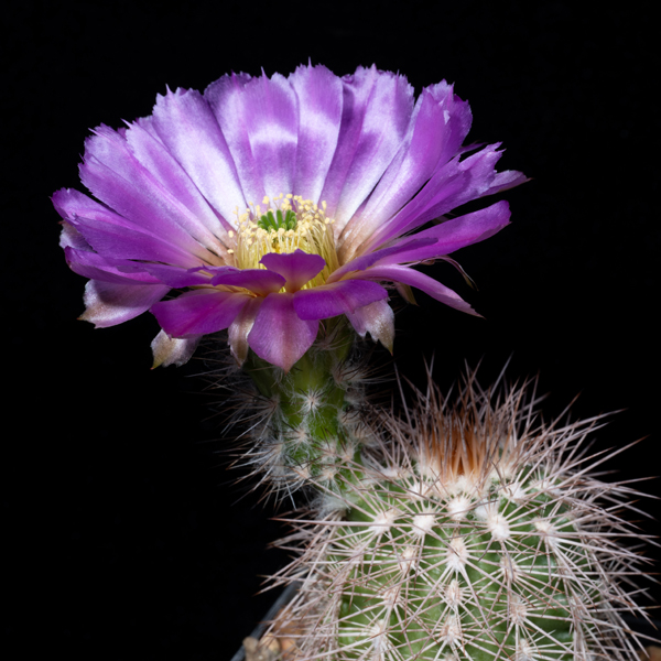 Echinocereus reichenbachii subsp. baileyi, USA, Oklahoma, Kiowa Co., JRT220, 500 Korn