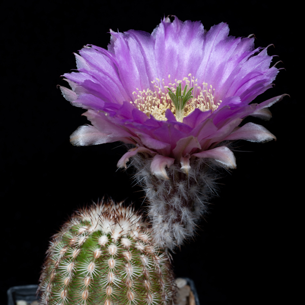 Echinocereus reichenbachii subsp. perbellus, USA, Oklahoma, Beckham Co., JRT210, 50 Korn
