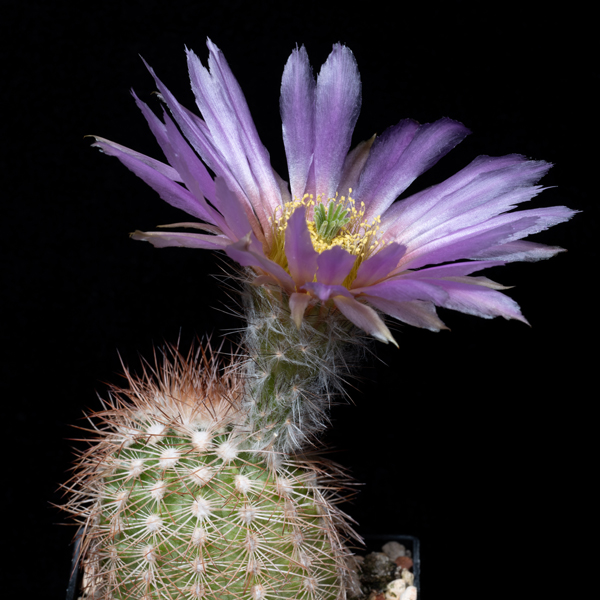 Echinocereus reichenbachii subsp. baileyi, USA, Oklahoma, Greer Co., JRT218, 500 Korn