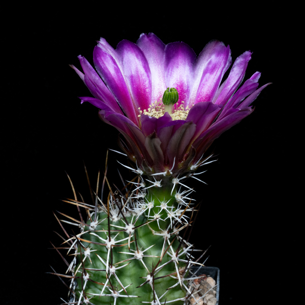 Echinocereus fendleri, USA, Colorado, Fremont Co., JRT151, 100 Korn