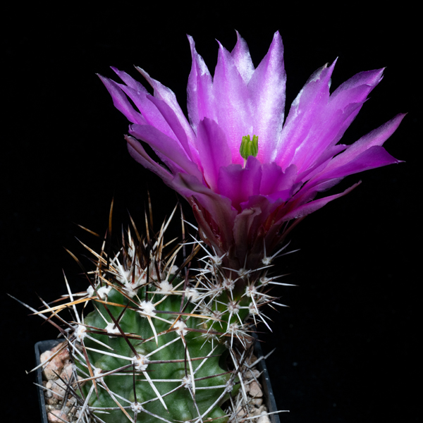 Echinocereus fendleri, USA, New Mexico, Guadelupe Co., JRT552, 25 Korn
