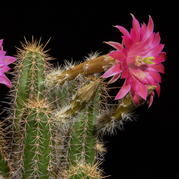 Echinocereus scheeri, Mexico, Chiahuahua, Moris, 100 Korn