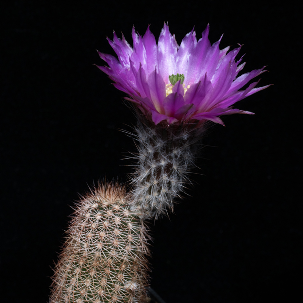 Echinocereus reichenbachii subsp. caespitosus, USA, Texas, Wilbarger Co., JRT409, 50 Korn