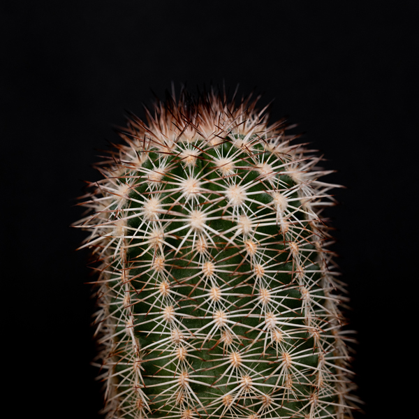 Echinocereus reichenbachii subsp. baileyi, USA, Oklahoma, Woodward Co., JRT224, 50 Korn