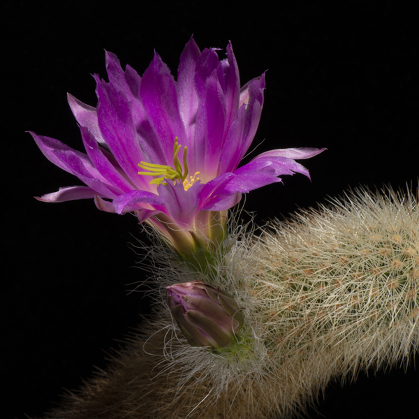 Echinocereus freudenbergeri, Mexico, Coahuila, 25 Korn