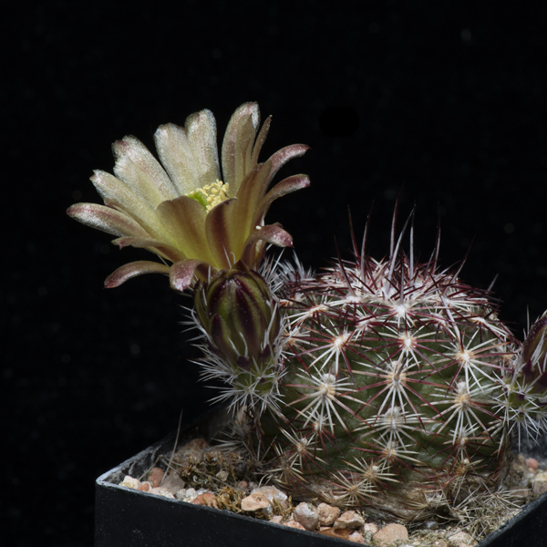 Echinocereus chloranthus, USA, New Mexico, Chaves Co., JRT536, 25 Korn