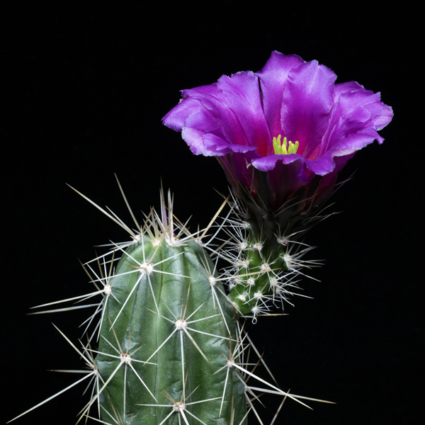 Echinocereus enneacanthus subsp. carnosus, USA, Texas, Terrell Co., 500 Korn