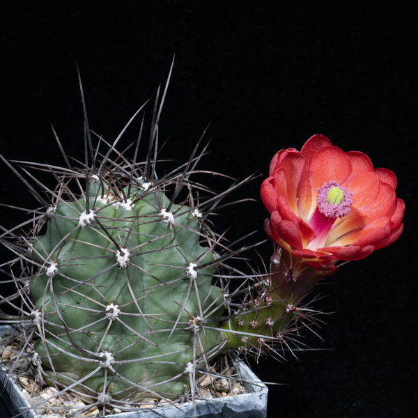 Echinocereus coccineus, USA, New Mexico, Socorro Co., JRT560, 100 Korn