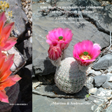 Eine Reise zu mexikanischen Standorten von Echinocereus pectinatus