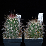 Echinocereus pacificus, Mexico, Baja California, San Carlos Canyon