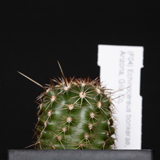 Echinocereus bonkerae, USA, Arizona, Gila Co.