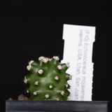 Echinocereus mojavensis fa. inermis, USA, Utah, San Juan Co.