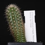 Echinocereus ortegae, Mexico, Sonora, San Rafael