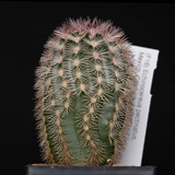 Echinocereus pectinatus, Mexico, Coahuila, La India