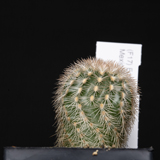 Echinocereus pectinatus, Mexico, Nuevo Leon, San Rafael