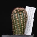 Echinocereus reichenbachii subsp. burrensis, Mexico, Coahuila, Sierra del Carmen