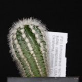 Echinocereus reichenbachii subsp. caespitosus, USA, Oklahoma, Johnston Co.