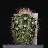 Echinocereus xlloydii, USA, Texas, Ft. Stockton - Marathon