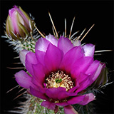 Echinocereus engelmannii subsp. fasciculatus, USA, Arizona, Jerome, 100 Korn