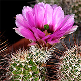 Echinocereus fendleri subsp. rectispinus, USA, Arizona, Sonoita, 50 Korn