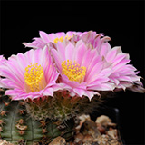 Echinocereus pulchellus, Mexico, 50 Korn