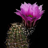 Echinocereus fendleri, Mexico, Chihuahua, Rancho Buenos, 100 Korn