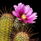 Echinocereus engelmannii subsp. fasciculatus, USA, Arizona, Montezuma Well, 25 Korn