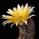 Echinocereus dasyacanthus subsp. multispinosus, Mexico, Chihuahua, San Pedro, 25 Korn