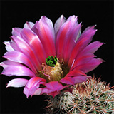Echinocereus dasyacanthus, Mexico, Chihuahua, El Sancho, Naturhybride, 25 Korn